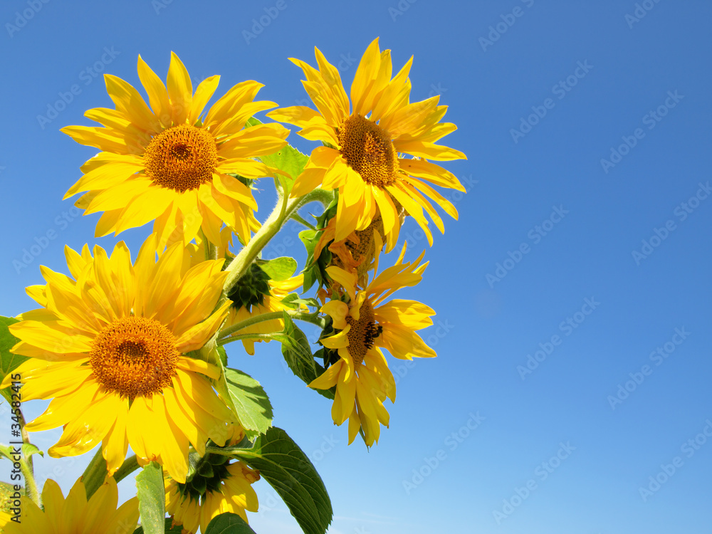Beautiful sunflower against blue sky Beautiful sunflower against blue sky