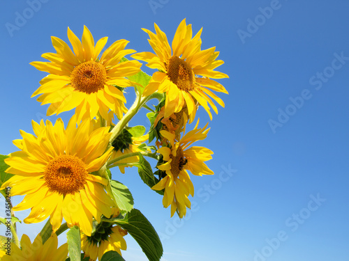 Beautiful sunflower against blue sky