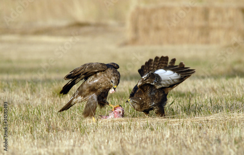 Dos aguilas ratoneros en los cereales