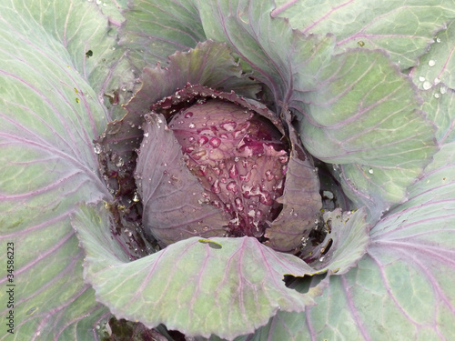 Rotkohl photo