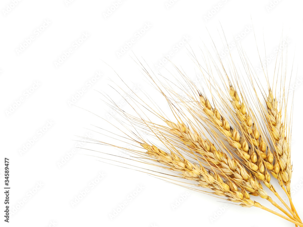 Rye ears isolated on white background