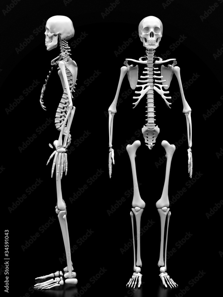 image of a white, a human skeleton on a black background image of a white, a human skeleton on a black background