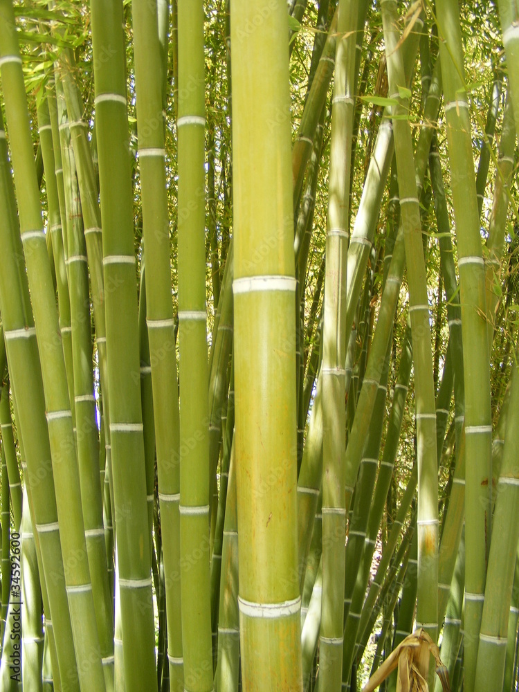 Fototapeta premium Bambou