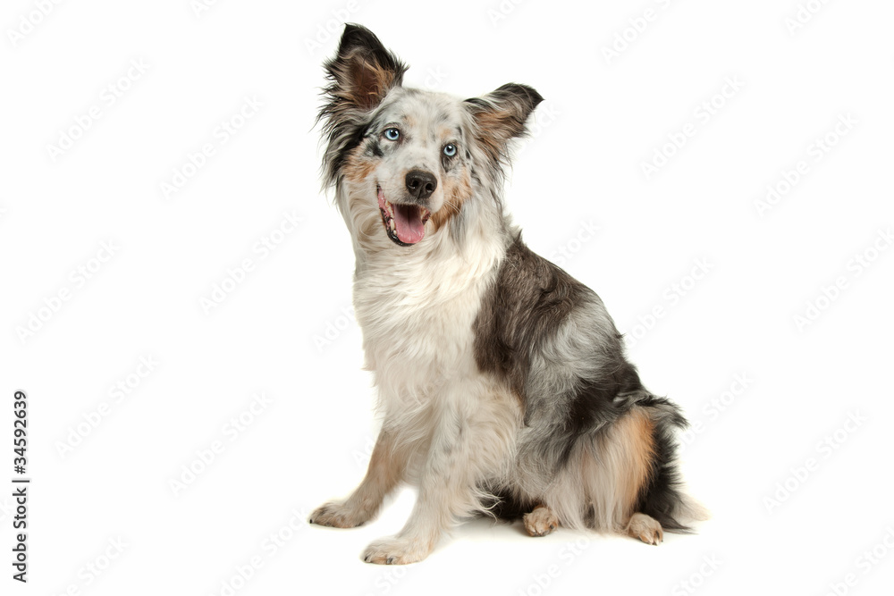 border collie sheepdog border collie sheepdog