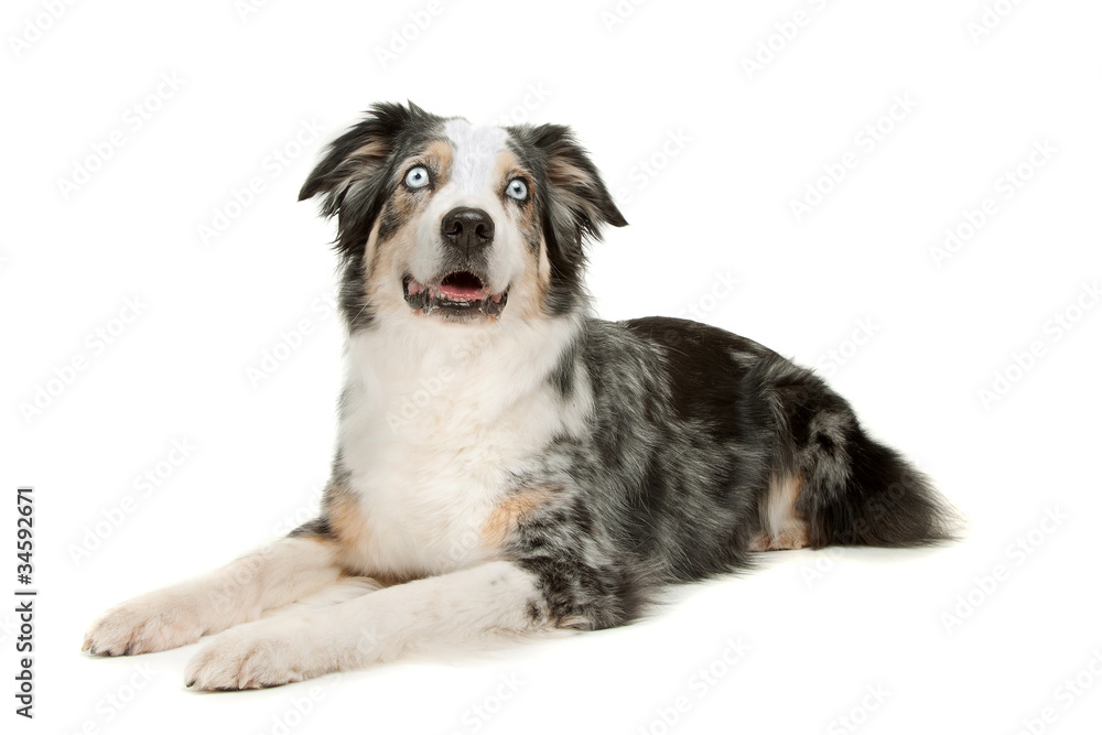 border collie sheepdog border collie sheepdog