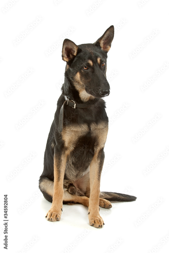 German Shepherd German Shepherd