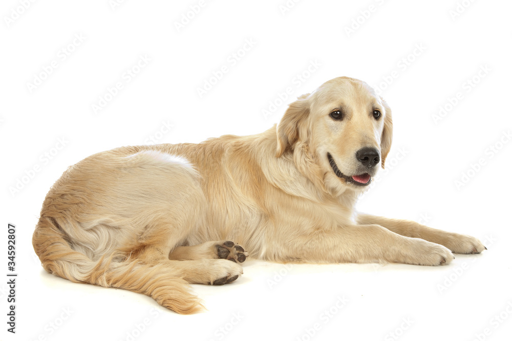 Golden Retriever