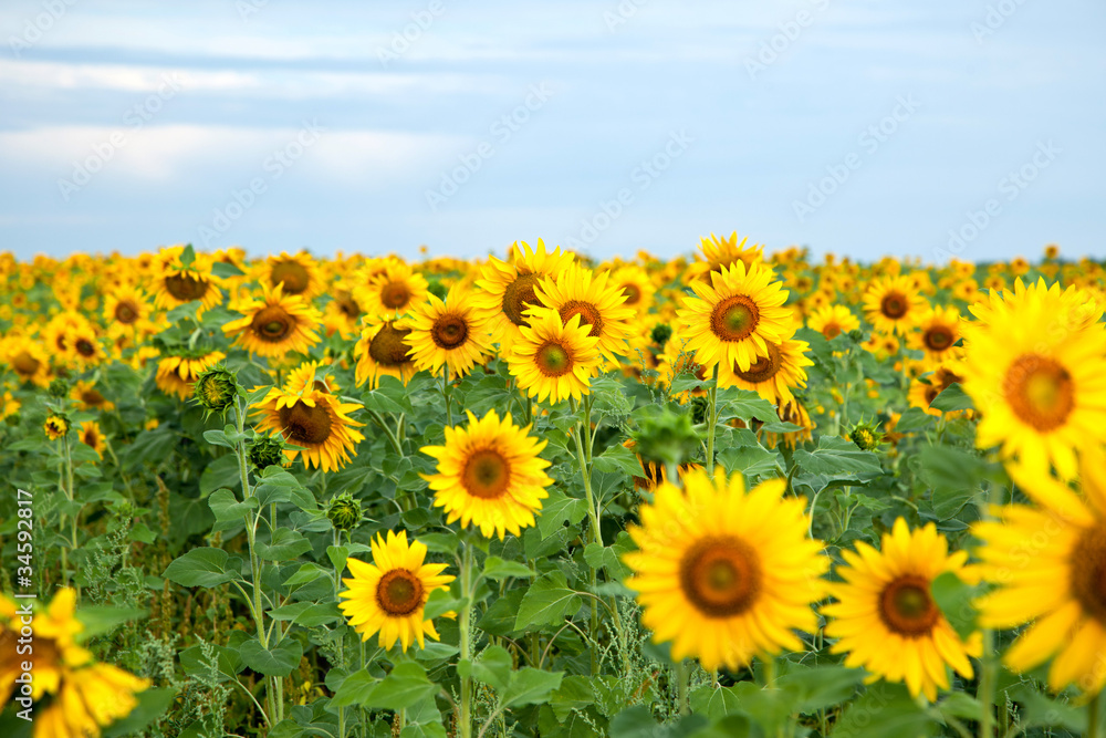 Sunflowers in the cloudy morning Sunflowers in the cloudy morning
