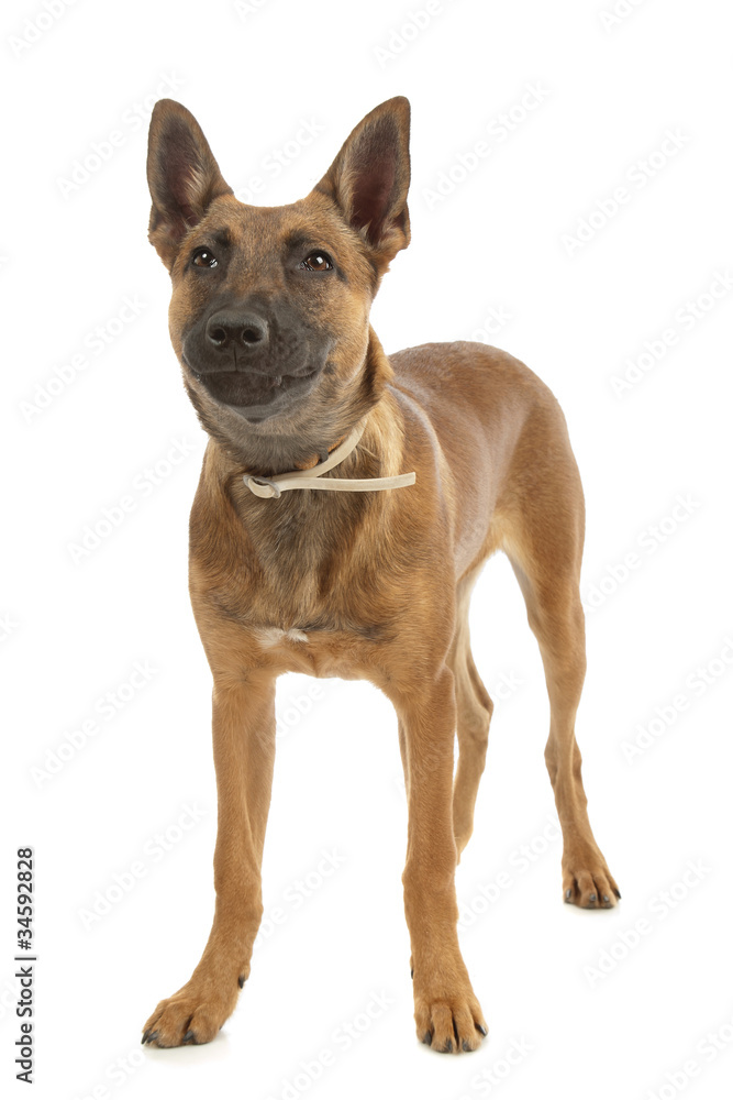 Belgian Shepherd Dog Malinois puppy