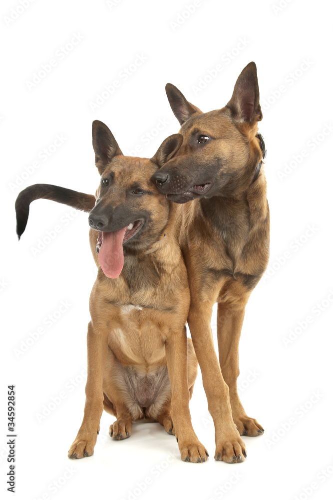 two Belgian Shepherd Dog (Malinois)puppies