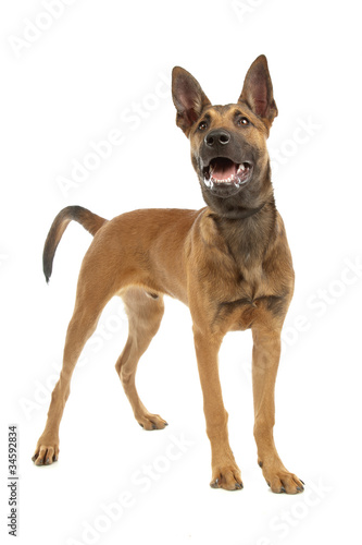 Belgian Shepherd Dog Malinois puppy