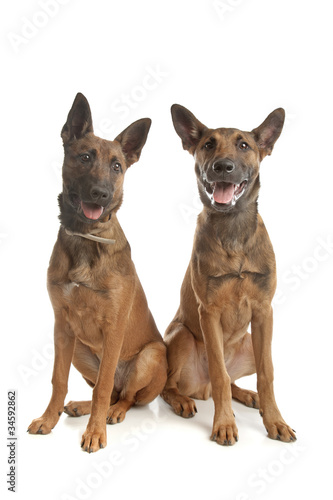 two Belgian Shepherd Dog (Malinois)puppies photo