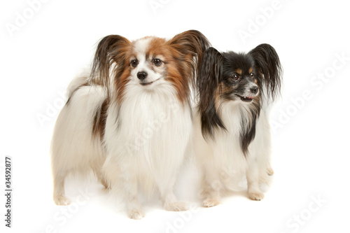 Wall Mural two Papillon dogs