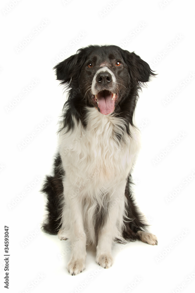 border collie sheepdog border collie sheepdog