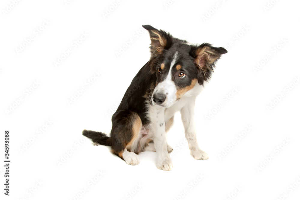 black and white border collie black and white border collie