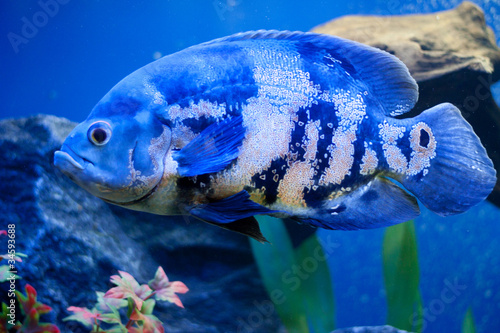 Big blue sea fish in aqurium. Underwater