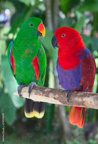 Pair of lori parrots photo