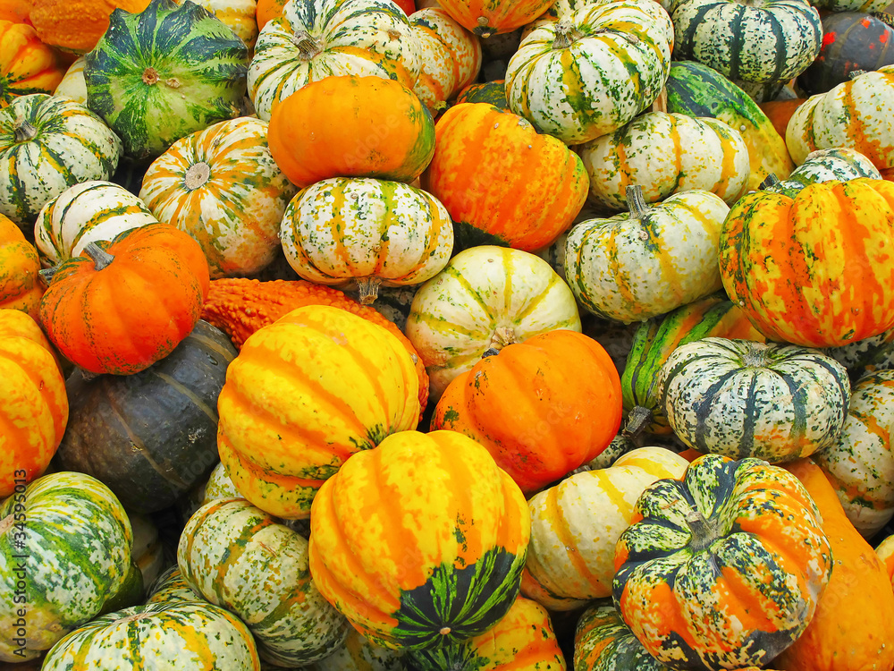Colorful pumpkins Colorful pumpkins