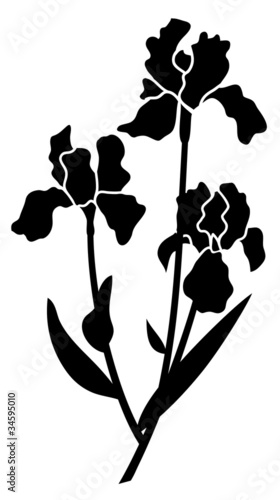 iris black