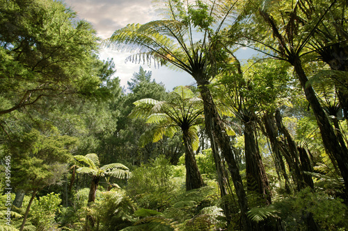 Tropischer Wald bei Hahei