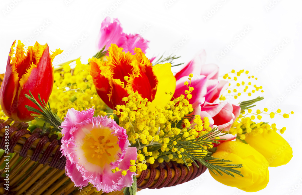 Pink and yellow tulips, mimosas in an old basket