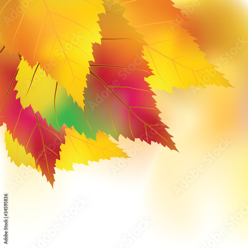 Colorful autumn background