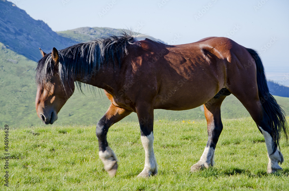Wild horse Wild horse