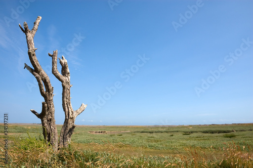 Dead Tree on a Salt Marsh