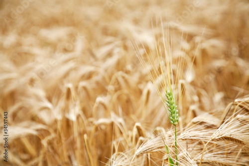 Close up shot of green wheat stalk