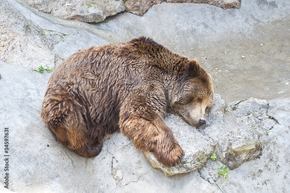 Fototapeta premium Grizzly bear sleeping in Zoo
