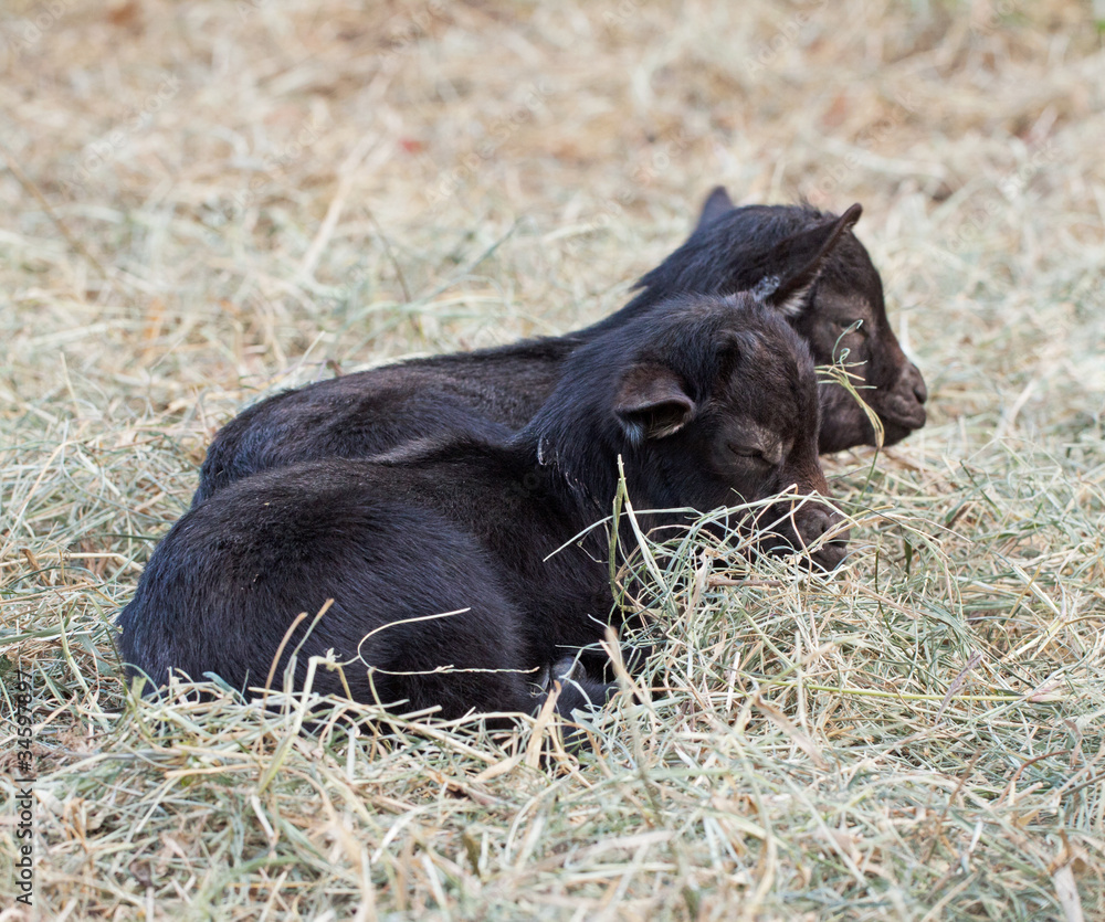 Tibetan goats Tibetan goats