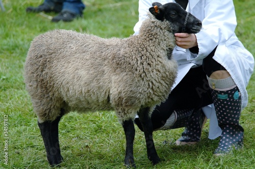 Sheep at country fair