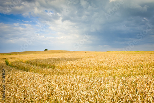 Ecological corn field