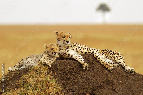 Cheetahs on the Masai Mara in Southwestern Kenya