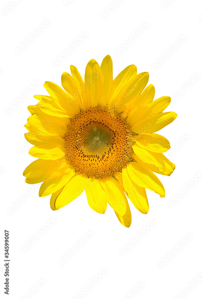 Fototapeta premium Sunflower.Isolated.