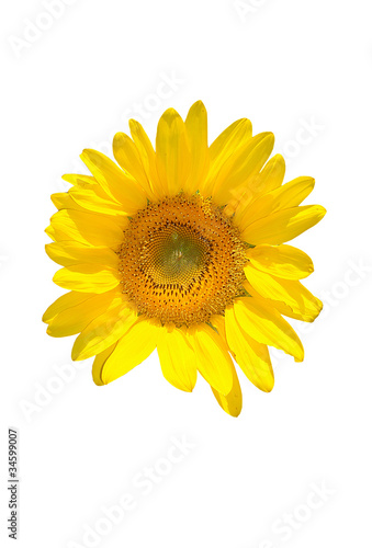 Sunflower.Isolated.