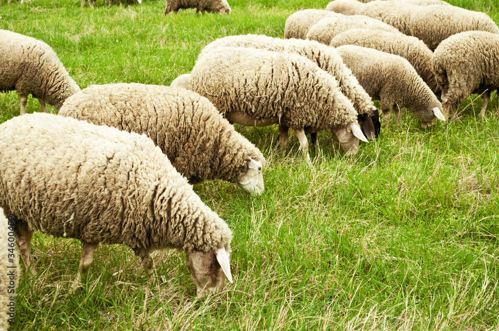 Flock of sheep grazing Flock of sheep grazing