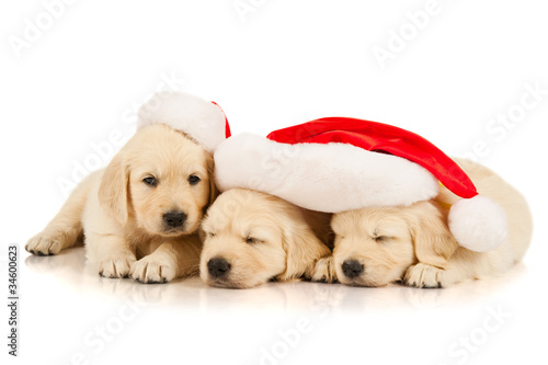 retriever puppy in a Santa Claus hat © Natalia Chircova