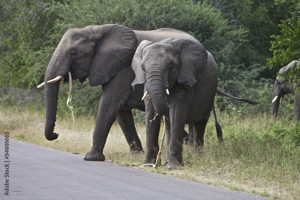Fototapeta premium African Elephant's