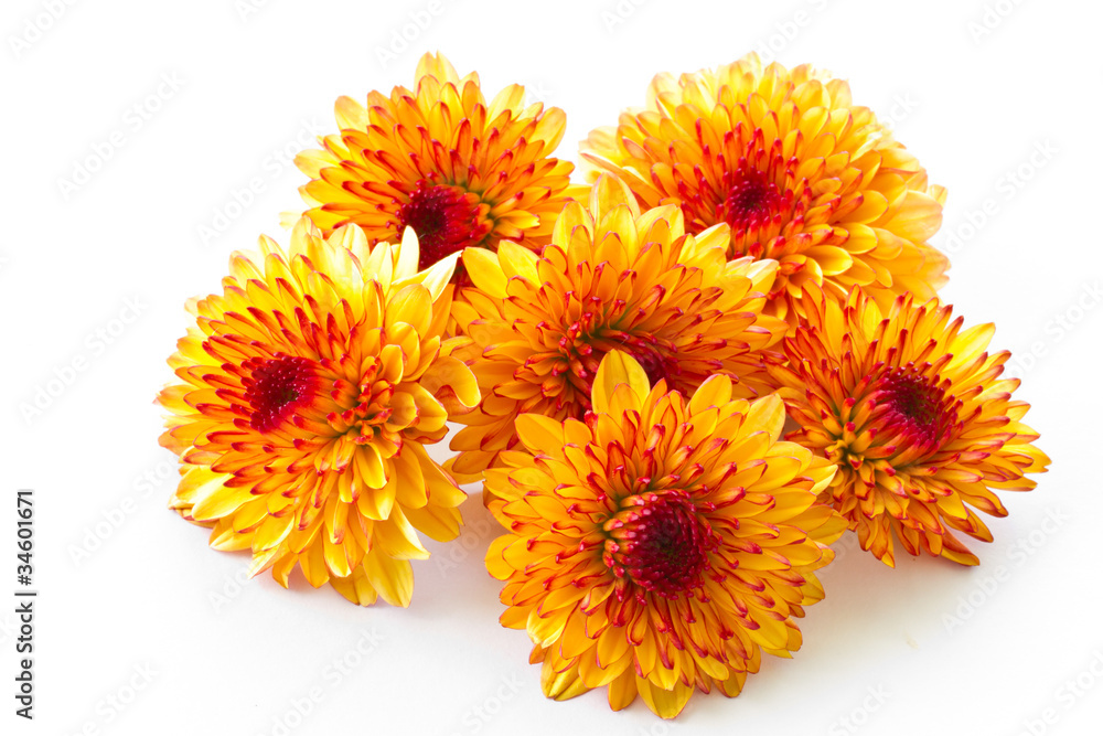 orange chrysanthemum orange chrysanthemum
