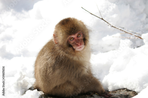 スノーモンキー