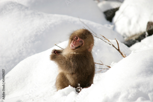 スノーモンキー