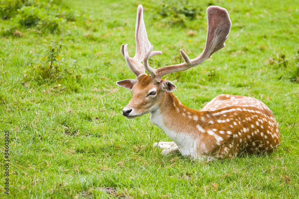 Fallow deer buck in summer Fallow deer buck in summer