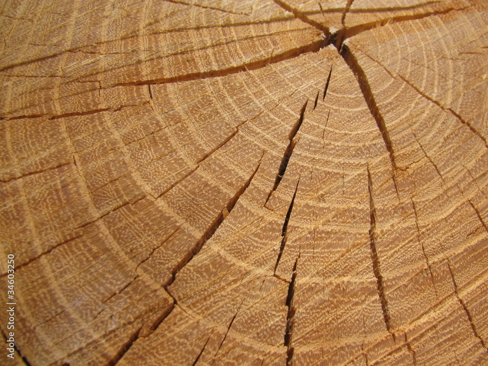 Fototapeta premium bois