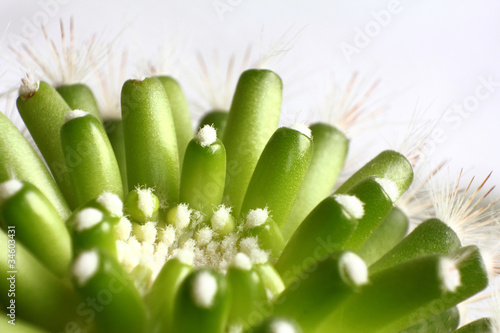 Kaktus im Detail