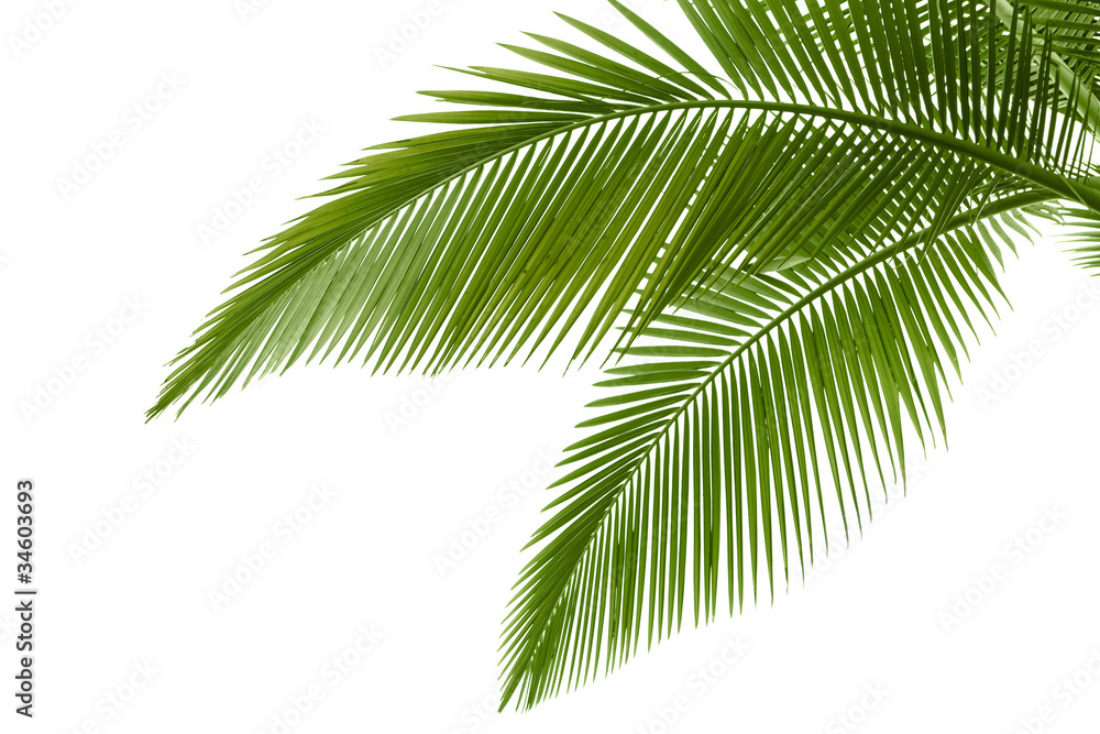 Naklejka premium liście palmowe