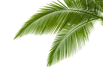 Wandcirkels Palmboom Groene palmbladeren in close-up  © rodho