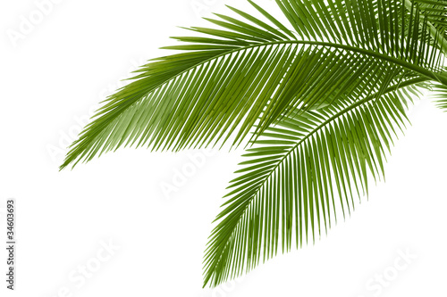 Canvastavla Palm leaves