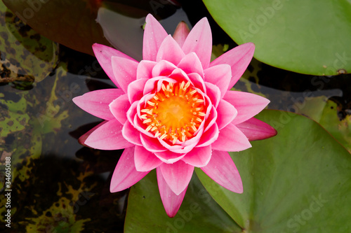 Fototapeta Naklejka Na Ścianę i Meble -  Lotus