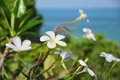Tropical flower on sea background